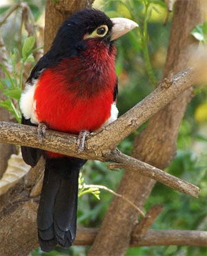 Lybius bidentatus
