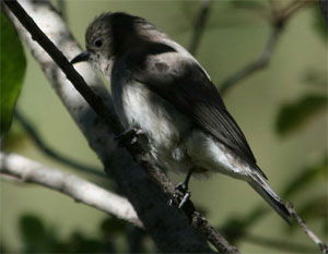 Prodotiscus regulus