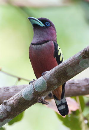 Eurylaimus javanicus
