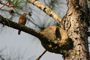 Furnarius rufus