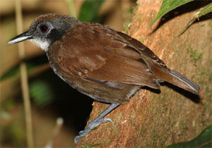 Gymnopithys leucaspis