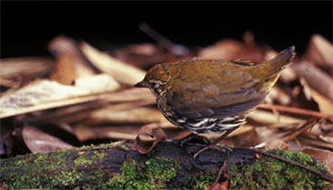 Chamaeza nobilis