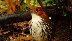 Grallaria ruficapilla