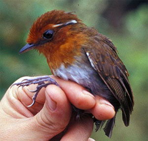 Conopophaga castaneiceps