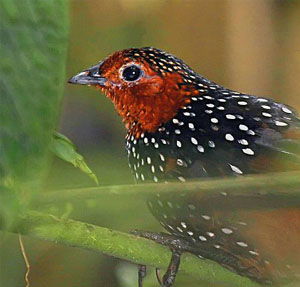 Acropternis orthonyx