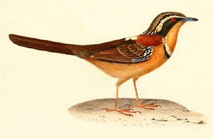 Melanopareia torquata