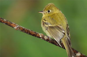 Empidonax flavescens