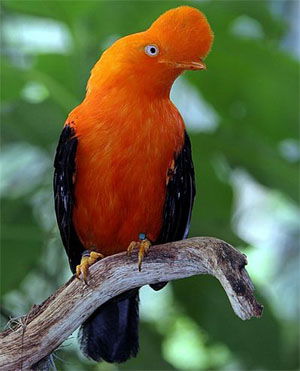 Rupicola peruviana