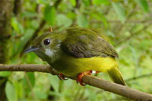 Manacus candei