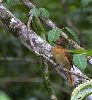 Pachyramphus castaneus