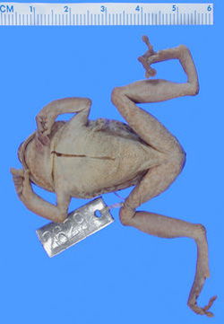 TÉLÉCHARGER FROG CREATOR 0.6 FROG 0.6 TÉLÉCHARGER CREATOR