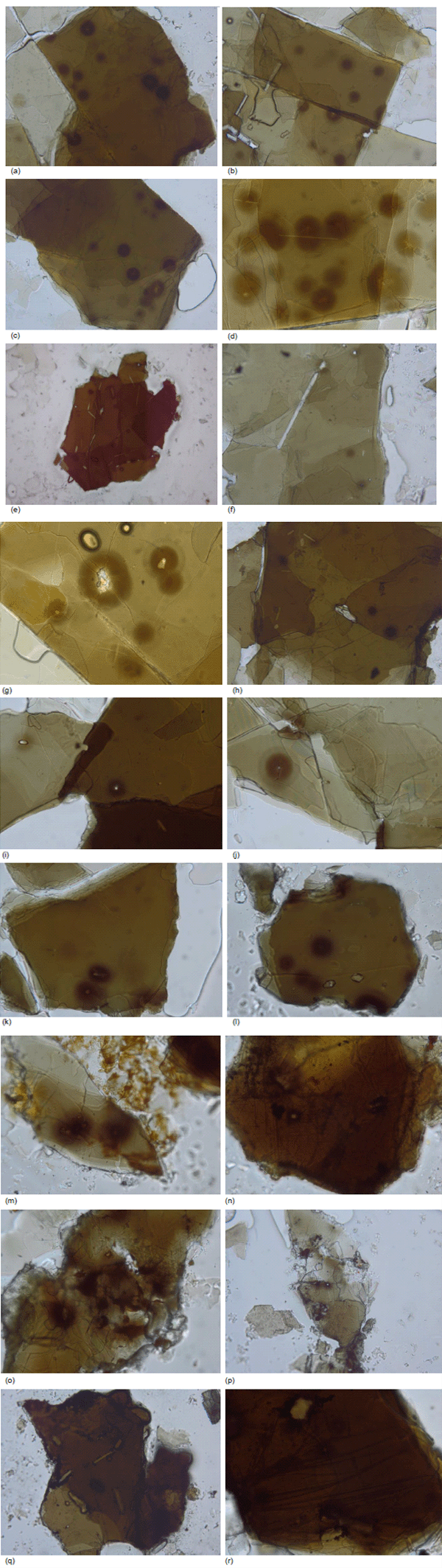 Photomicrographs