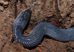 Xenopeltis unicolor