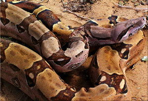 Boa constrictor