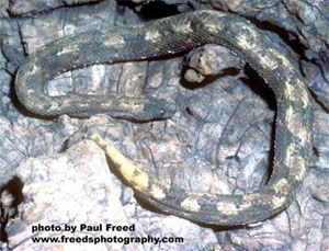 Trachyboa boulengeri