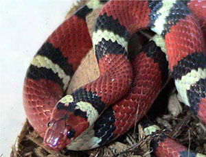 Lampropeltis elapsoides