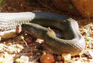Lycodonomorphus rufulus