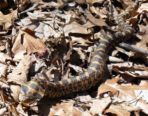 Heterodon platirhinos
