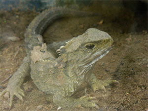 Sphenodon punctatus