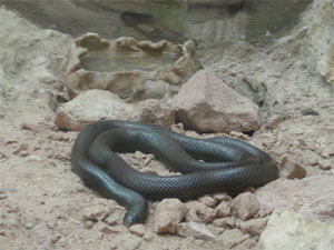 Atractaspis engaddensis