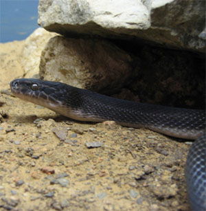 Lamprophis fuliginosus