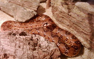 Pseudaspis cana