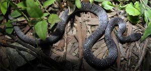 Pareas margaritophorus