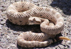 Crotalus cerastes
