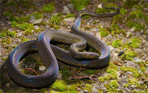 Achalinus formosanus