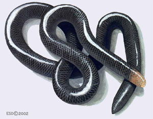 Typhlophis squamosus