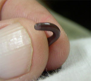 Typhlops