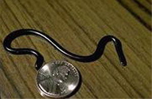 Ramphotyphlops braminus