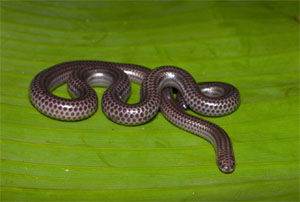 Trilepida macrolepis