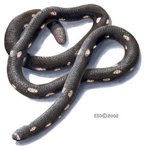 Anomochilus leonardi