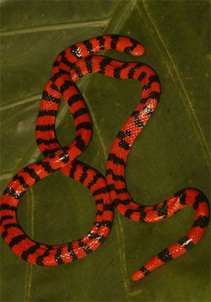 Anilius scytale