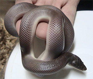 Loxocemus bicolor