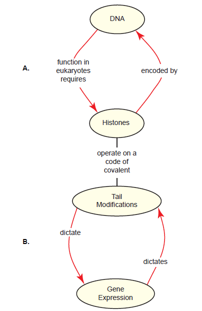 Beyond The Dna Protein Paradox Answers In Genesis 5744