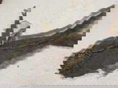 Figure 2a