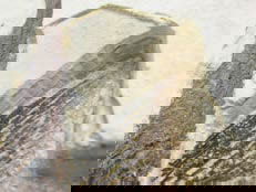 Figure 2b
