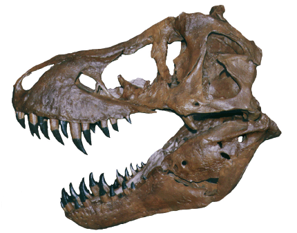 Fossilized Skull