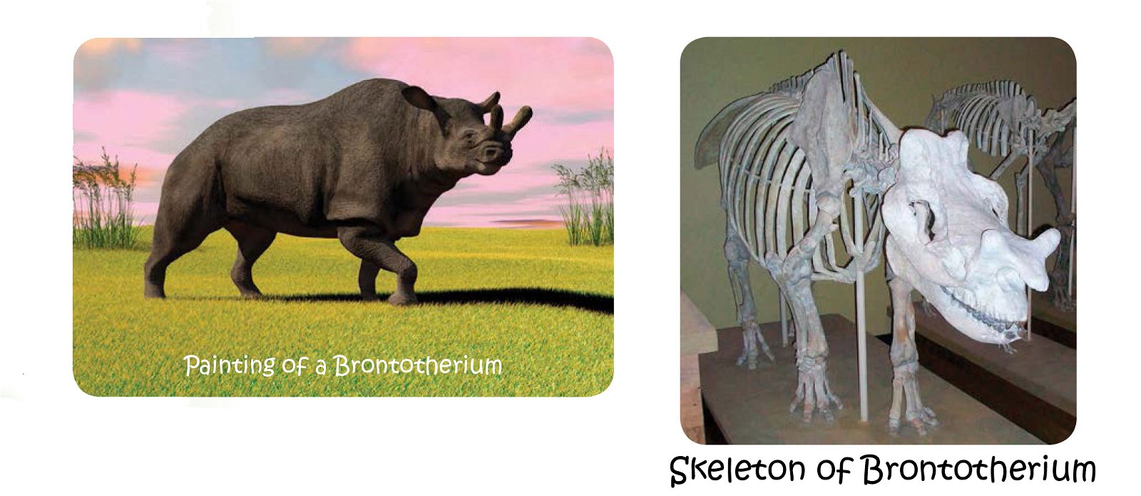 Brontotherium Fossil