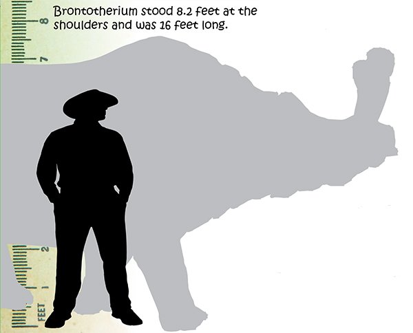 Brontotherium Size