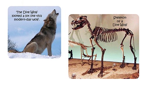 Dire Wolf Fossil