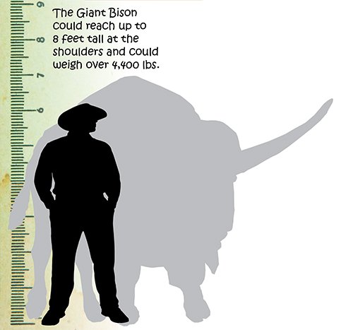 Giant Bison Size