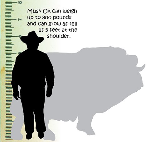 Musk Ox Size
