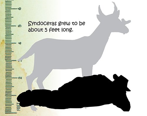 Syndoceras Size