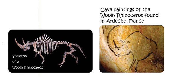 Woolly Rhinoceros Fossil