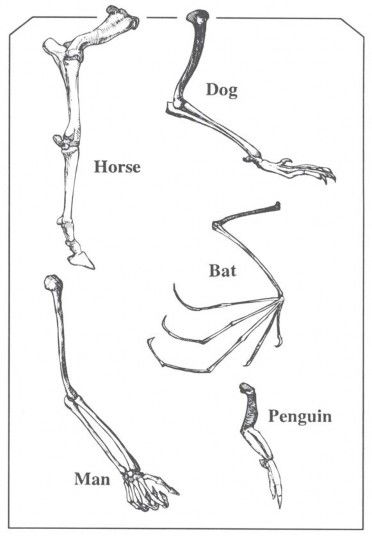 homologous structures download