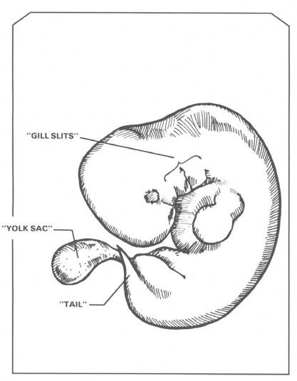 Human Embryo Tail