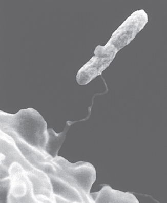 Amoeba Entraps Bacterium